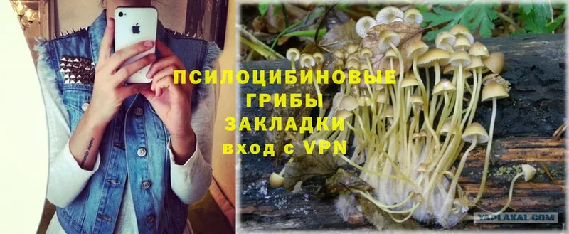 KRAKEN ONION  Лысково  Псилоцибиновые грибы мицелий 